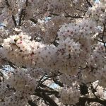 三島市の桜の名所、三嶋大社と上岩崎公園の桜がきれいだった!